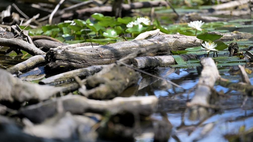 Gewässer in der Lobau
