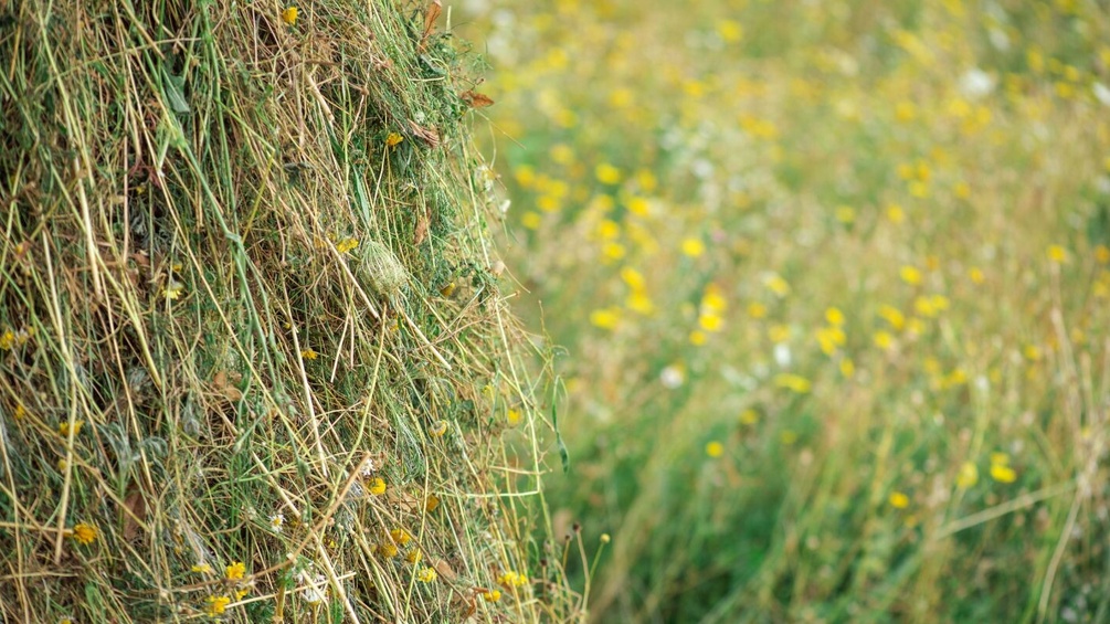 Wiesenstück von Anita Fuchs