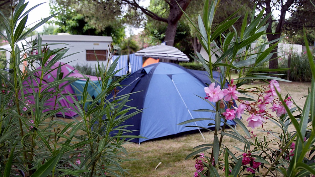 Camping Wagen und Zelte hinter Pflanzen.