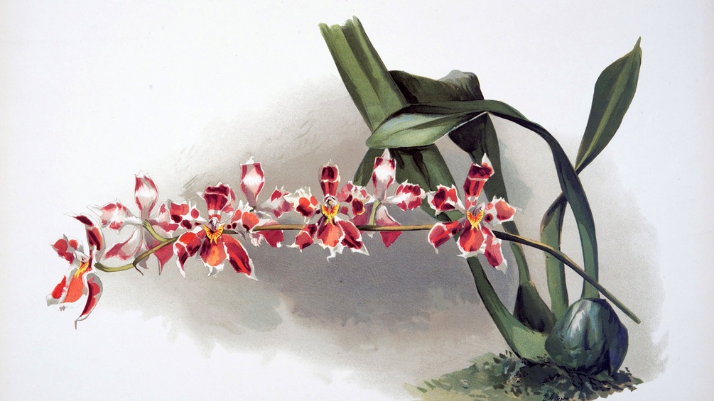 Orchidee, gezeichnet