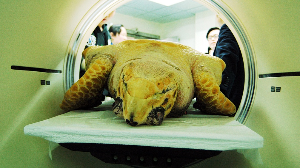 Schildkröte im MRT