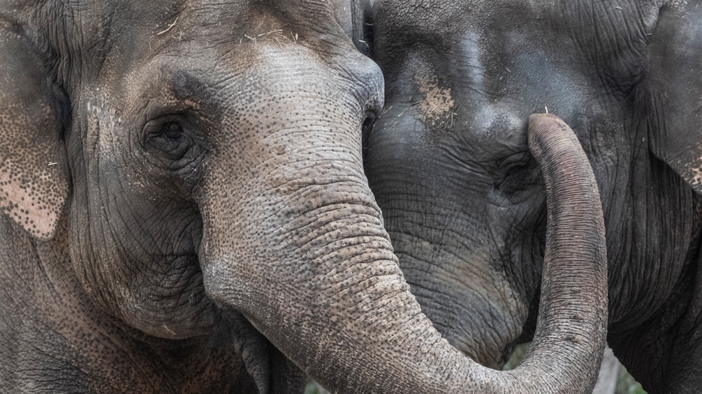 Ein Elefant libkost mit seinem Rüssel das Auge eines anderen Elefanten