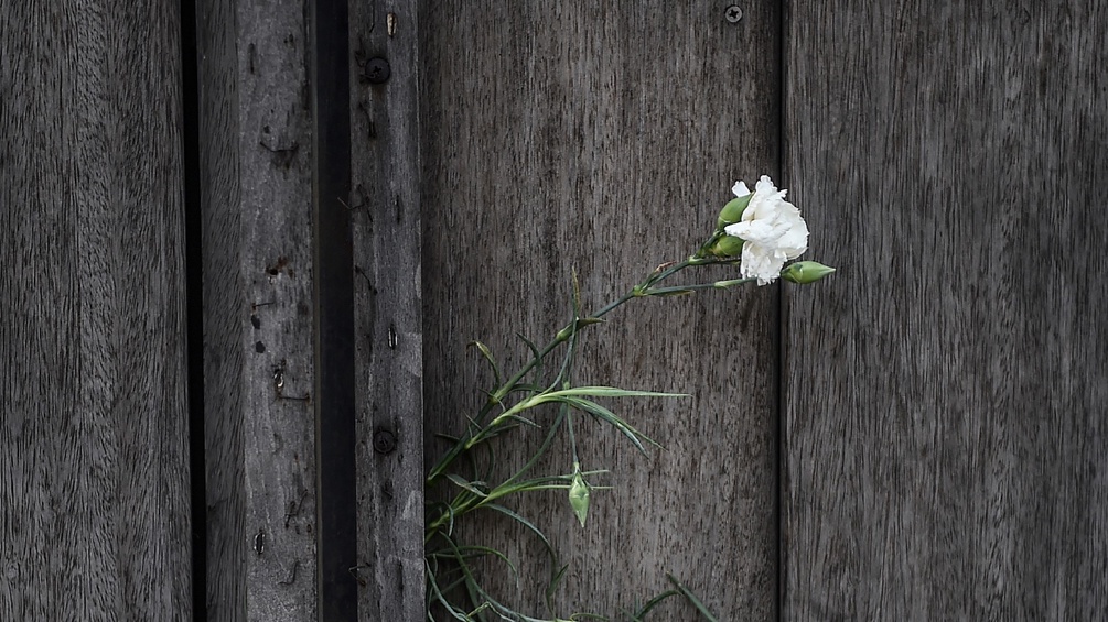 Weiße Nelke an einer Holzwand 