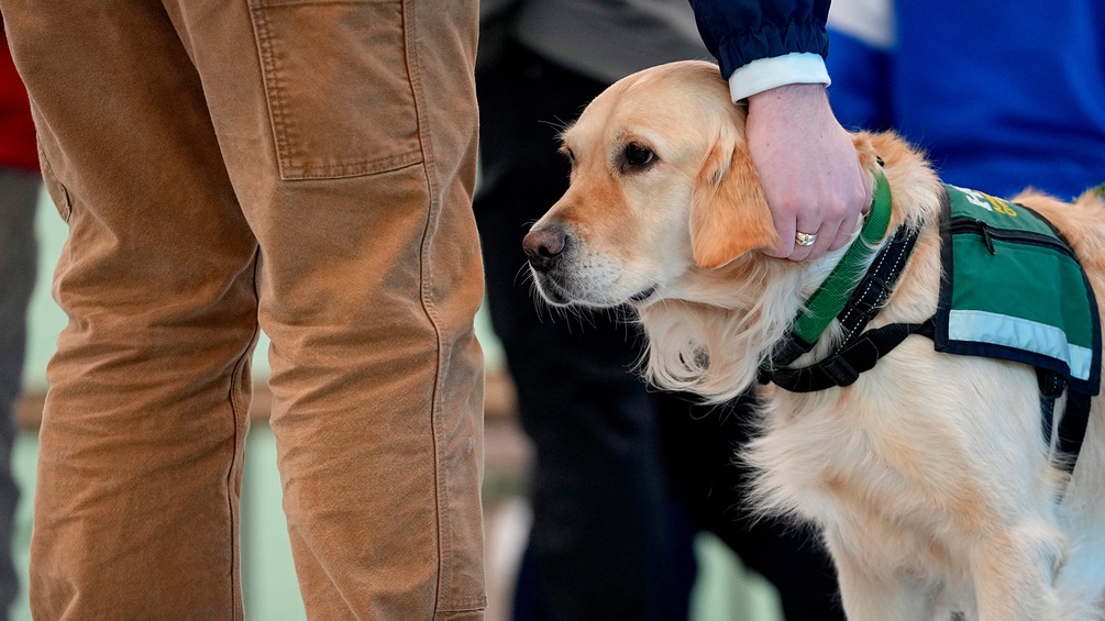 Golden Retriever wird gestreichelt, Therapiebegleithund