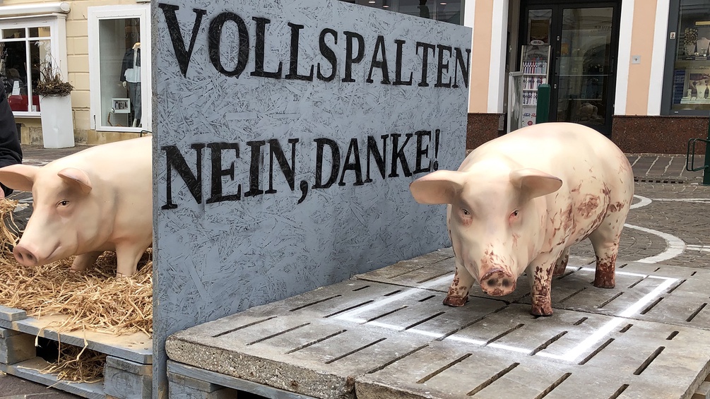Tierschützer protestieren gegen die Vollspaltenhaltung von Schweinen.