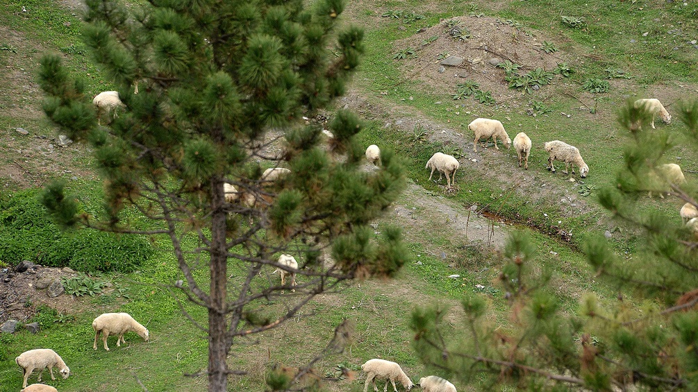 Schafe in Georgien weiden auf einer Wiese mit Föhren