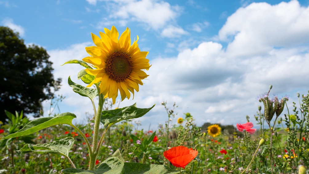 Sonnenblume