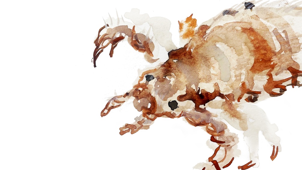 ORF/ISABELLE ORSINI UND ROSENBERG Illustration einer Laus