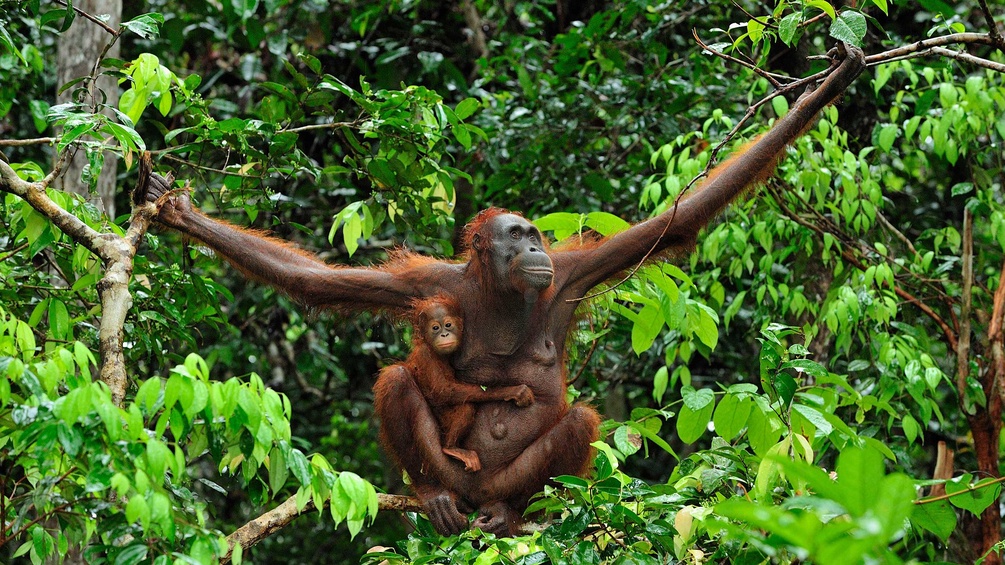 PICTUREDESK.COM/MARY EVANS/THOMAS MARENT Orang Utan mit Kleintier in Borneo
