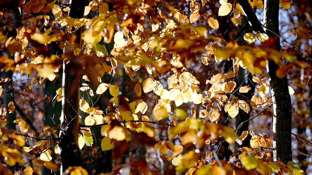 Herbstblätter und Lichtspiele