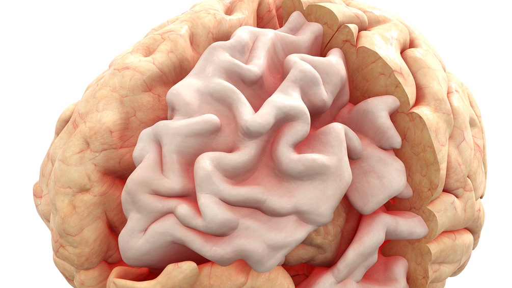 Illustration eines Hirns