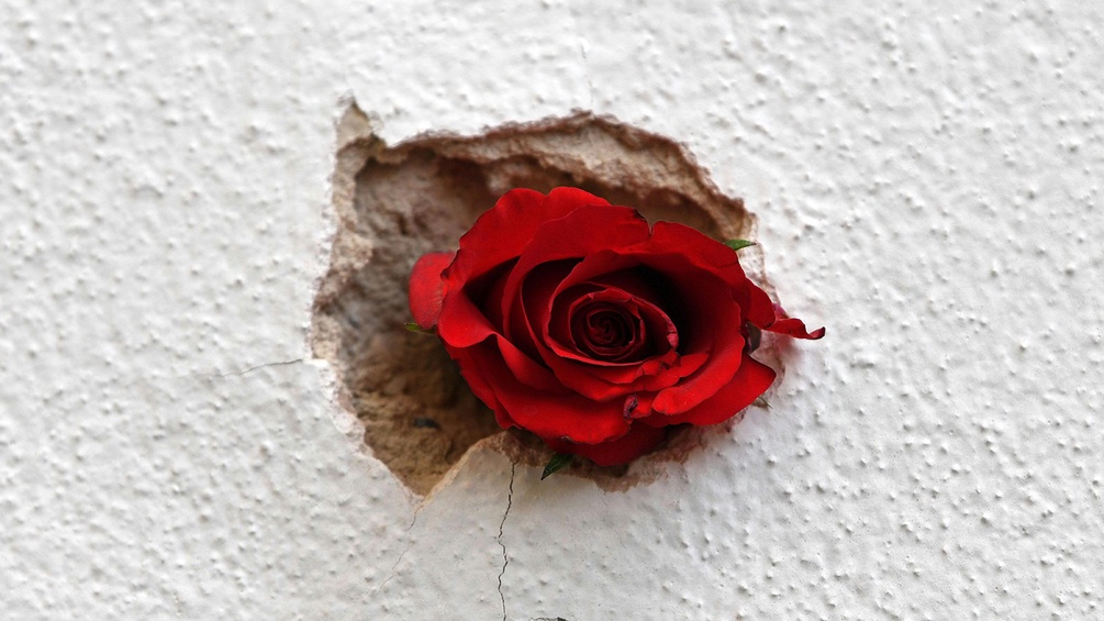 Eine Rose in einem Einschussloch