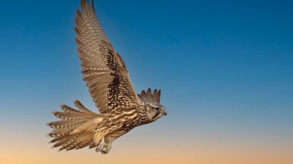 Bussard