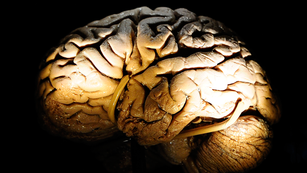Ein menschliches Gehirn