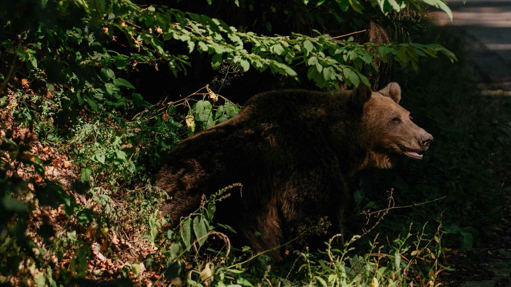 PICTUREDESK.COM/AFP/ANDREI PUNGOVSCHI Rumänischer Bär im Wald