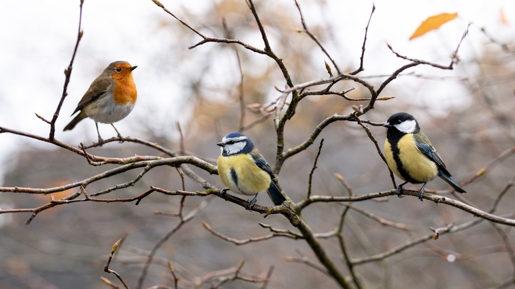 KI-generierte Ergänzung: Vögel auf Ästen
