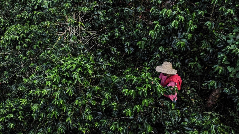 Bauer auf einer Kaffeeplantage in Kolumbien