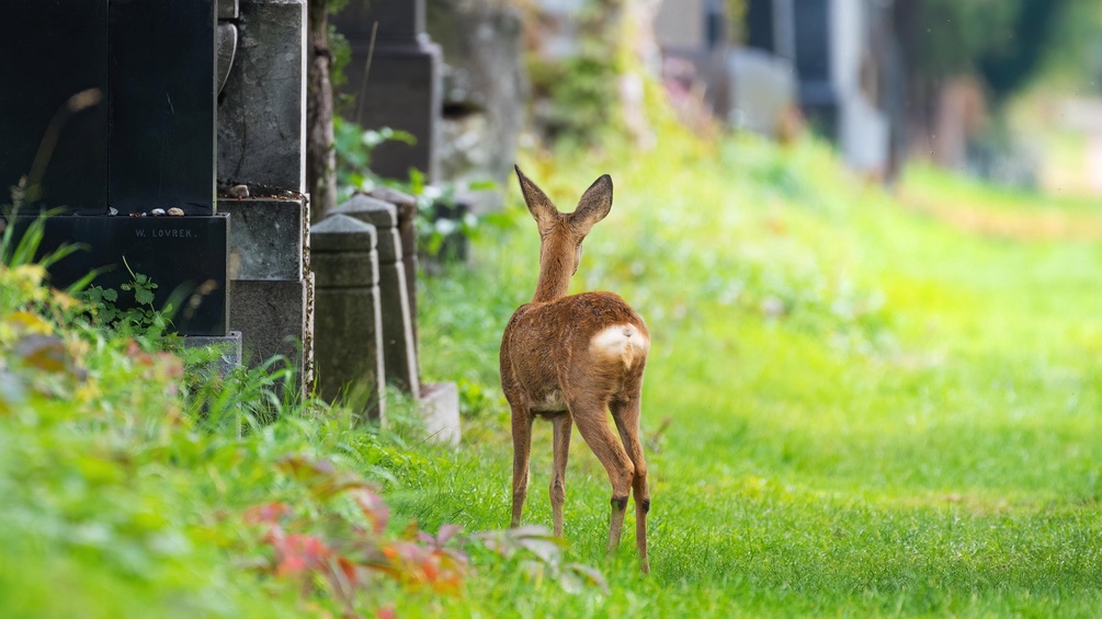 Reh auf einem Friedhof