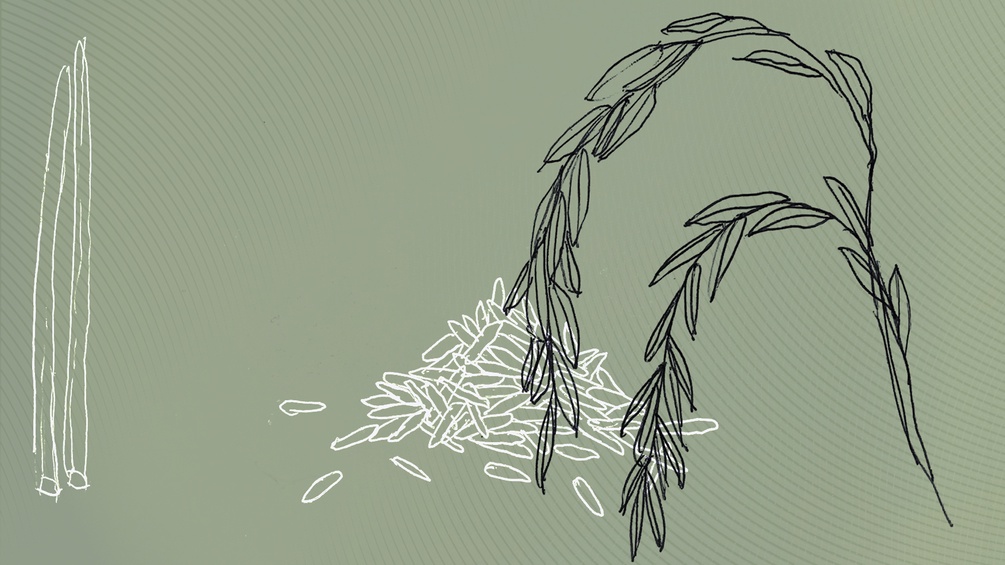Illustration von Reis.