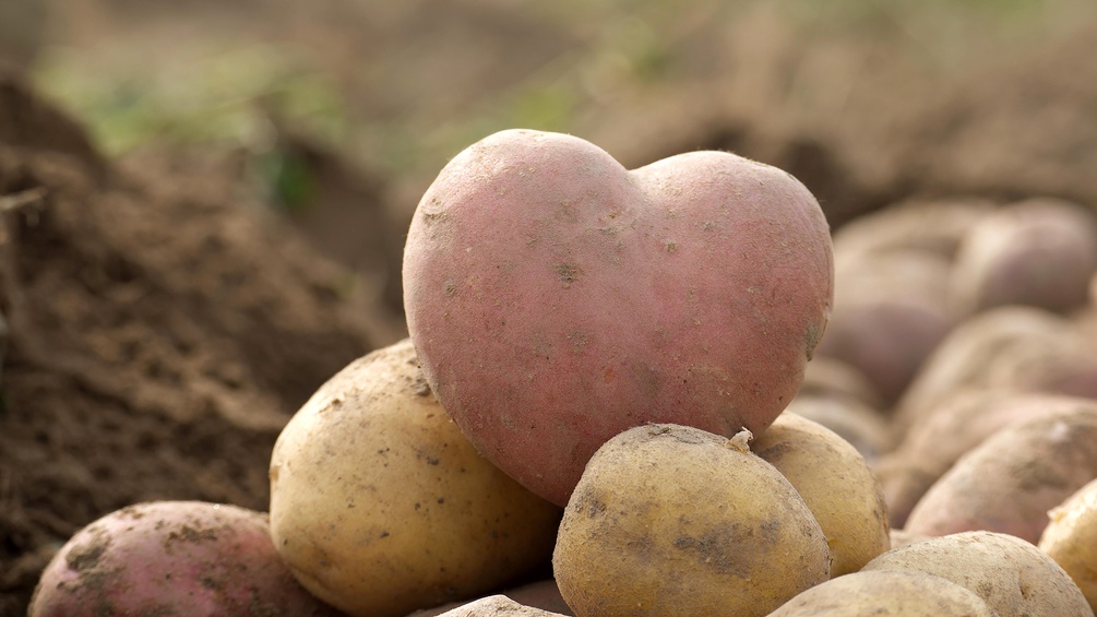 Erdäpfel in Herzform