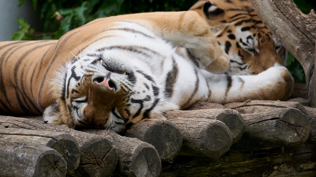 Sibirischer Tiger in Schönbrunn