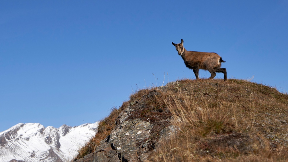 Gams am Mohar, Nationalpark Hohe Tauern