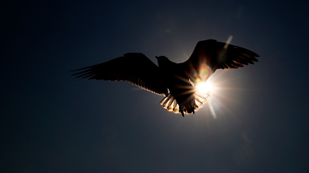 Vogel vor Sonne fliegend