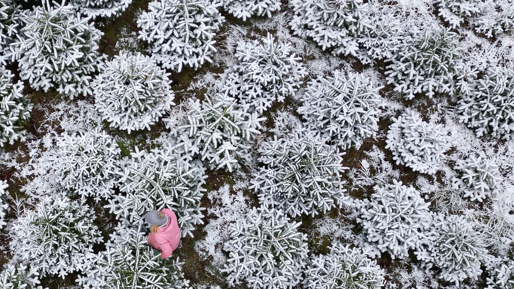 Schneebäume aus der Vogelperspektive, Wald, Person 