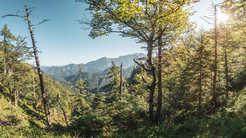 Wildnisgebiet Dürrenstein-Lassingtal