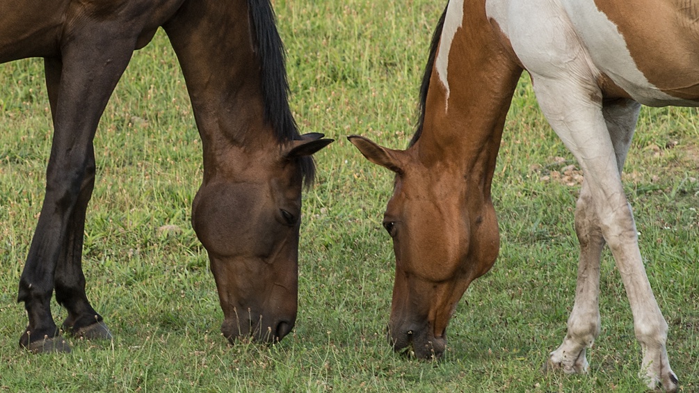 Zwei Pferde auf einer Weide.