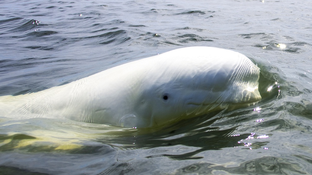 Ein Beluga-Wal