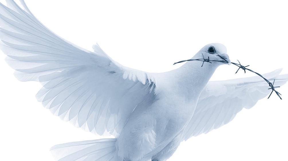 Taube mit Stacheldraht im Schnabel