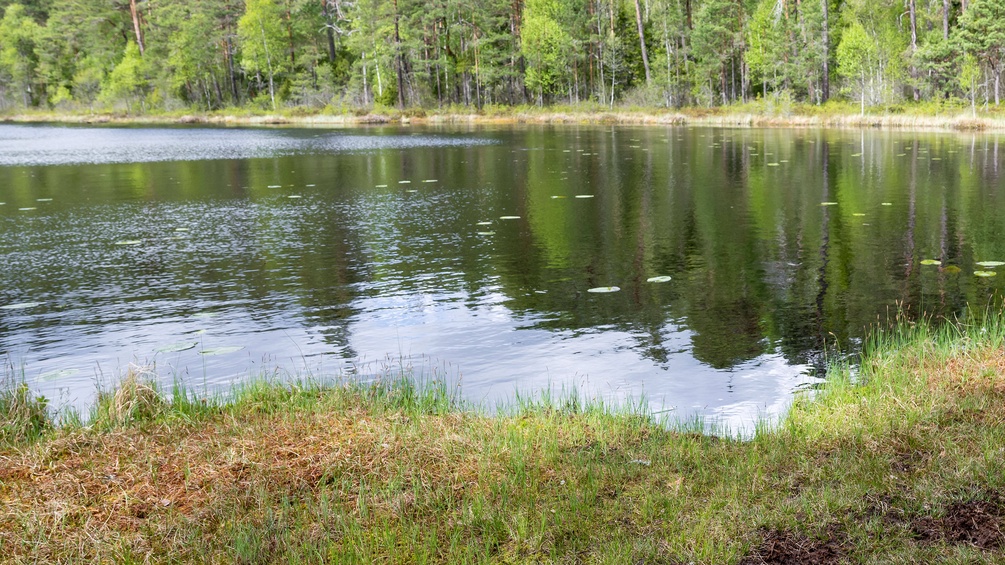 Waldsee