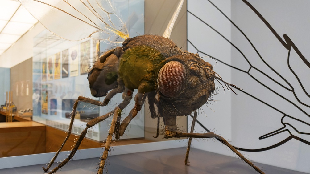 Forschende untersuchen die Entscheidungsfindung im Gehirn von Fruchtfliegen mit genetischen und neurobiologischen Methoden.