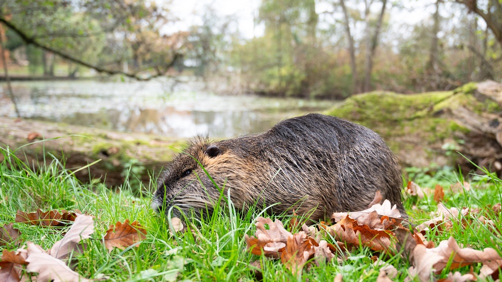 Nutria