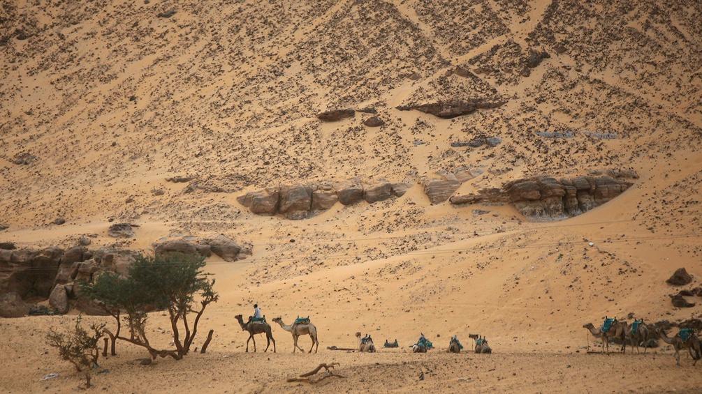 Nubier auf ihren Kamelen in der Wüste