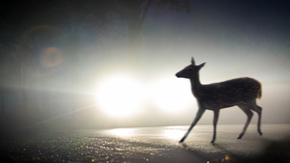 Reh auf der Straße im Licht eines Autos