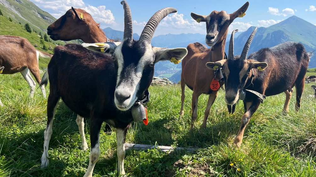 Ziegen auf der Alp Tea
