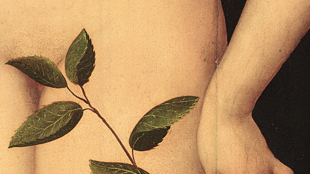 FISCHERVERLAG.DE Malerei einer Pflanze und eines Schambereichs.
