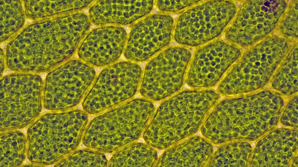 Zellen mit Chloroplasten in den Blaettchen einer Mnium-Art