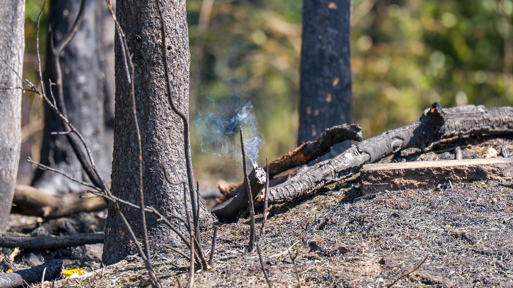 Waldbrand: Glutnest