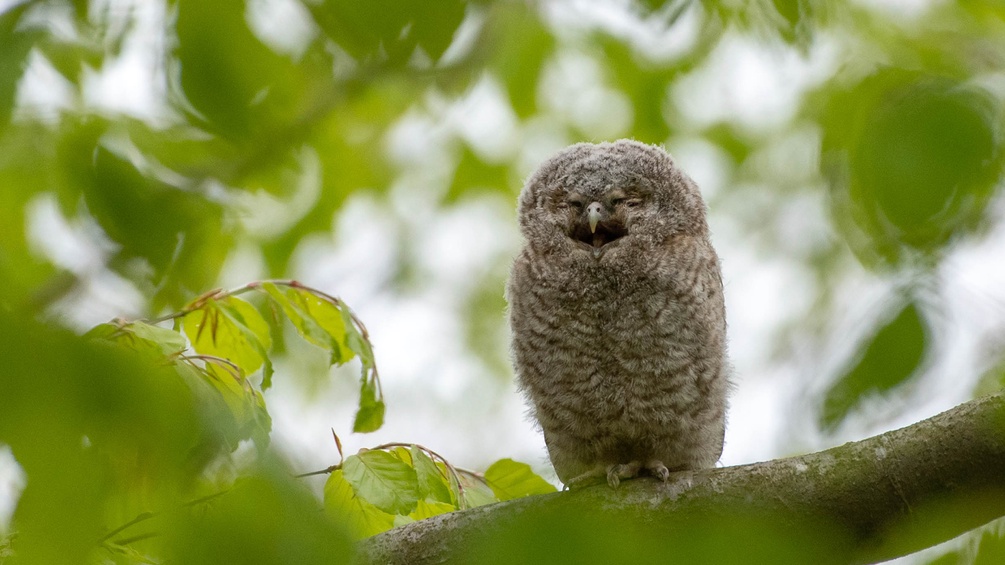 BIRDLIFE ÖSTERREICH/WILLI MINDER Waldkauz Ästling