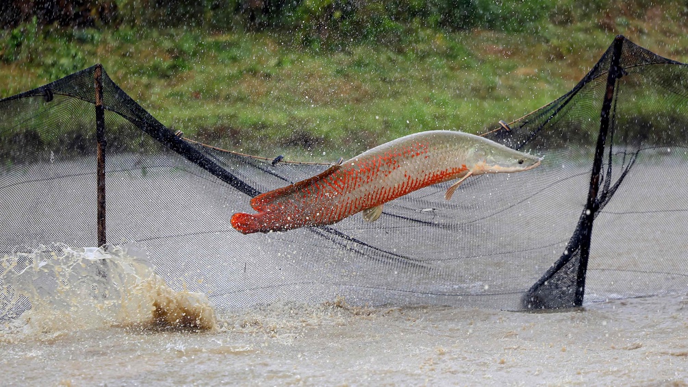 Arapaima
