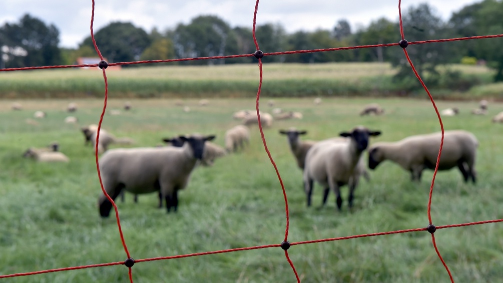 Schafe hinter einem elektronisch geladenen Zaun.