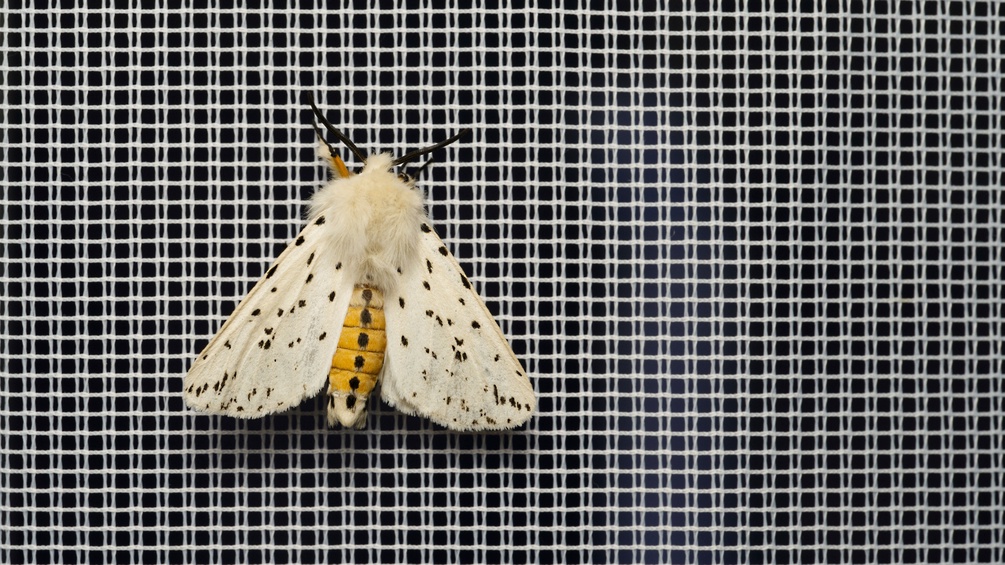 Nachtfalter Breitflügeliger Fleckleibbär (Spilosoma lubricipeda)