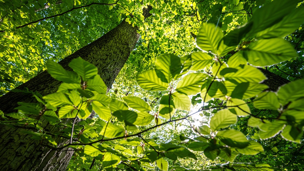 WWW.FOTOSVONLUCKE.DE/DPA PICTURE ALLIANCE/PICTUREDESK.COM Sonne scheint durch Blätter im Wald
