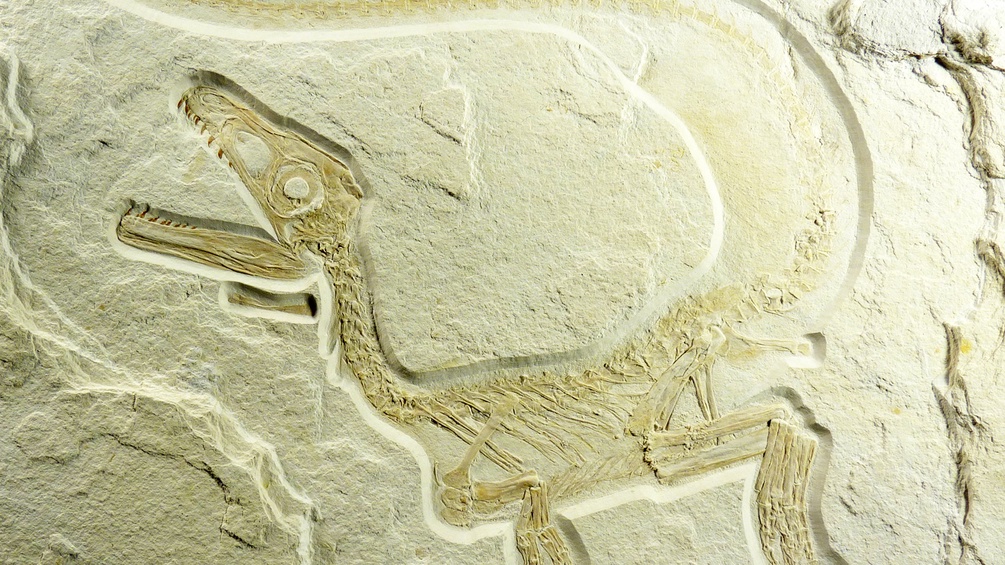 Skelett eines Dinosauriers «Sciurumimus» auf einer Kalksteinplatte