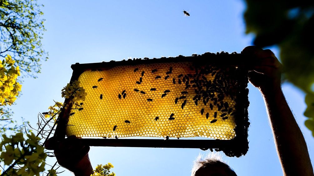 Mann hält Bienenwabe hoch