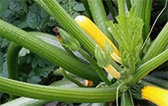 Zucchini-Pflanze