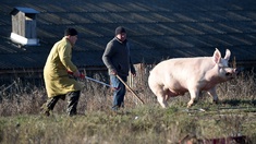 Bauern mit Schwein